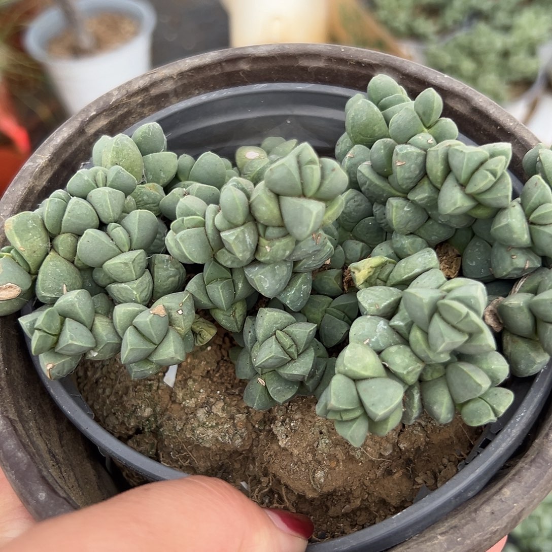 多肉植物鹿角海棠