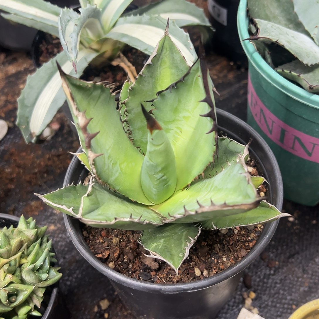 黑火焰仁王冠龙舌兰