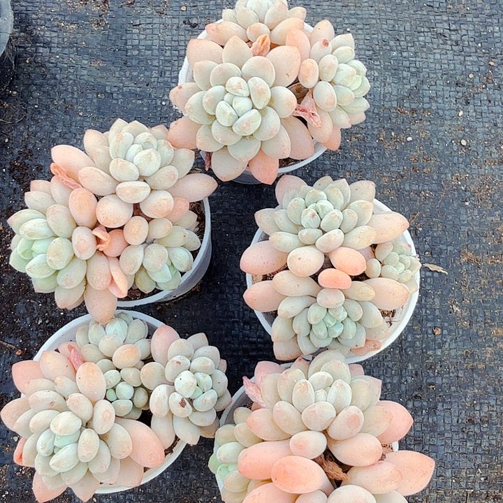 多肉植物洛神群生