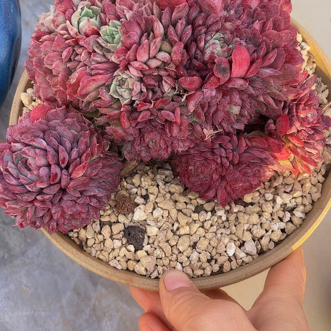 朱砂痣缀多肉多肉多肉