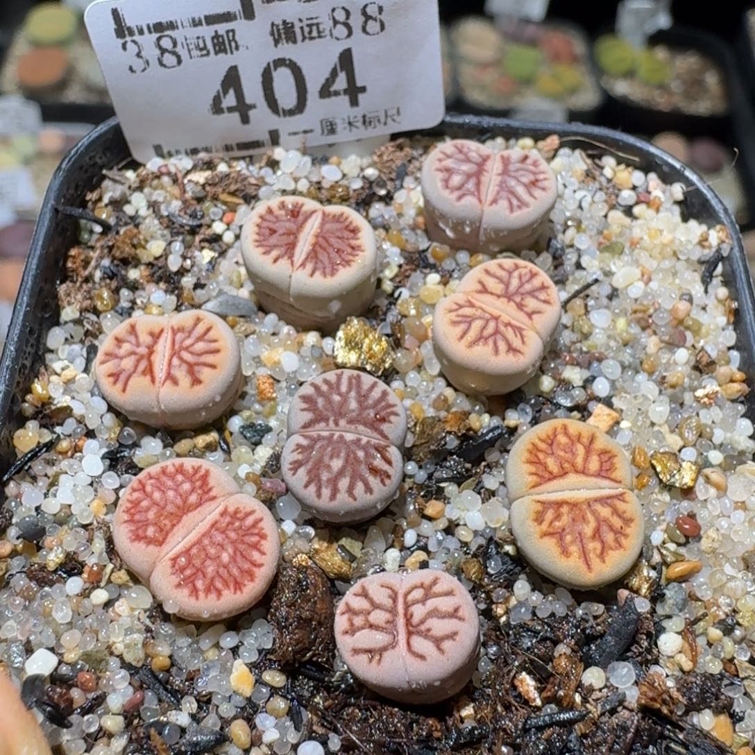 Sss清仓便宜出了404