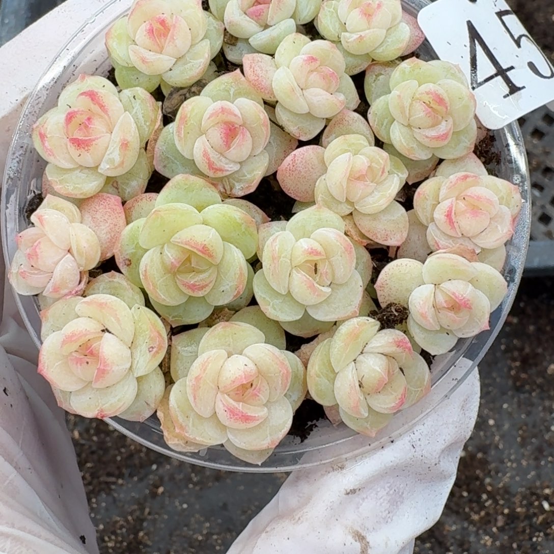 多肉植物多肉植物456