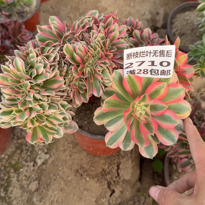 2718三号棚女巫缀A