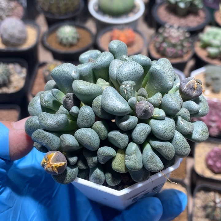 559唐扇多头植物 