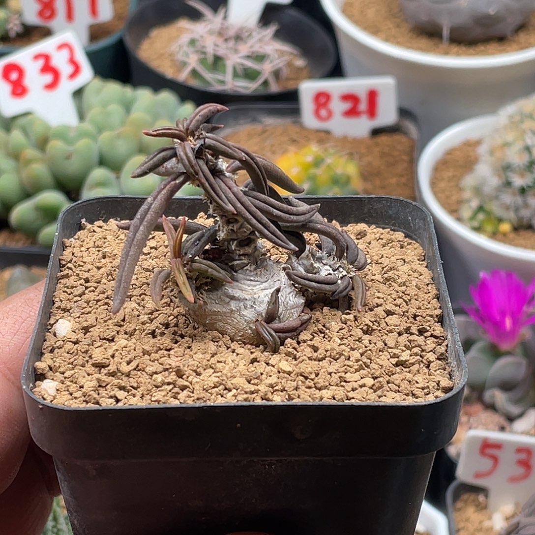 实生雀舌麒麟大戟 带盆土发货