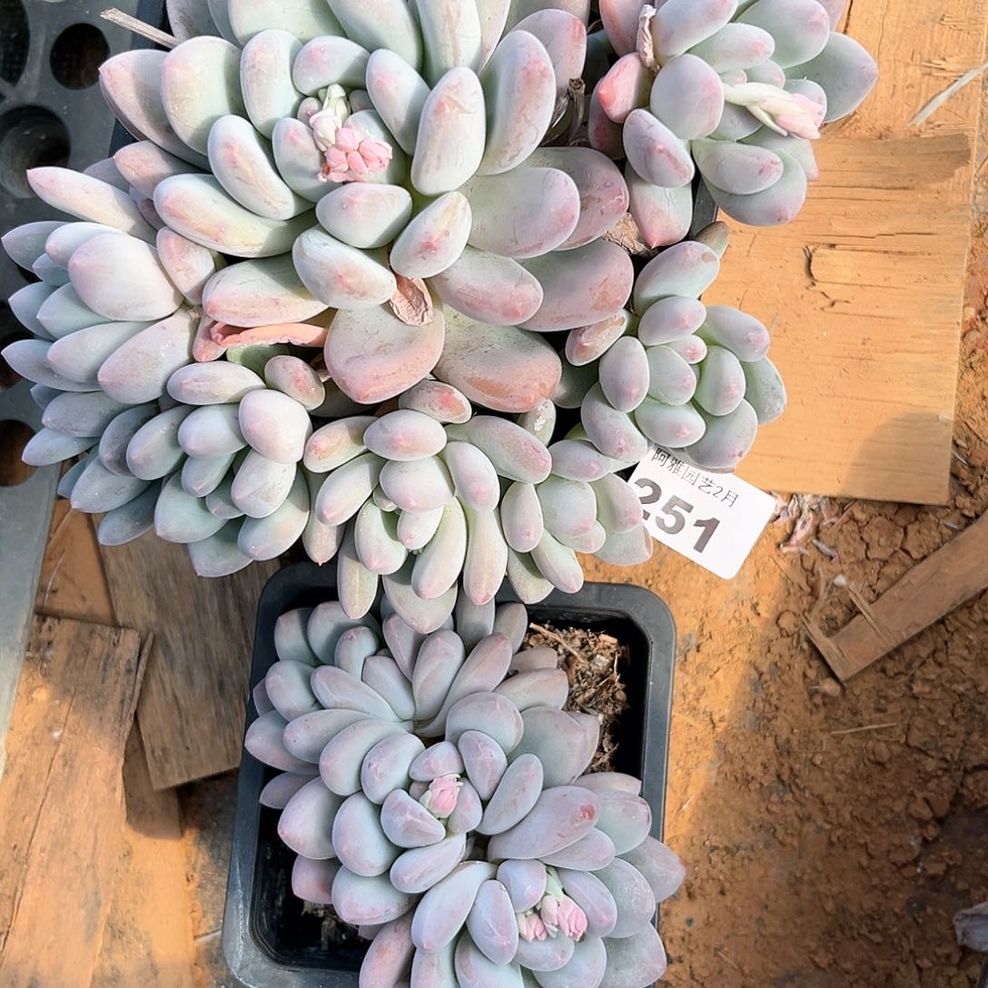 阿雅园艺。         251