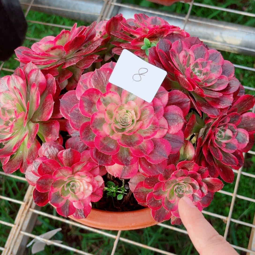 一物一拍多肉法师08