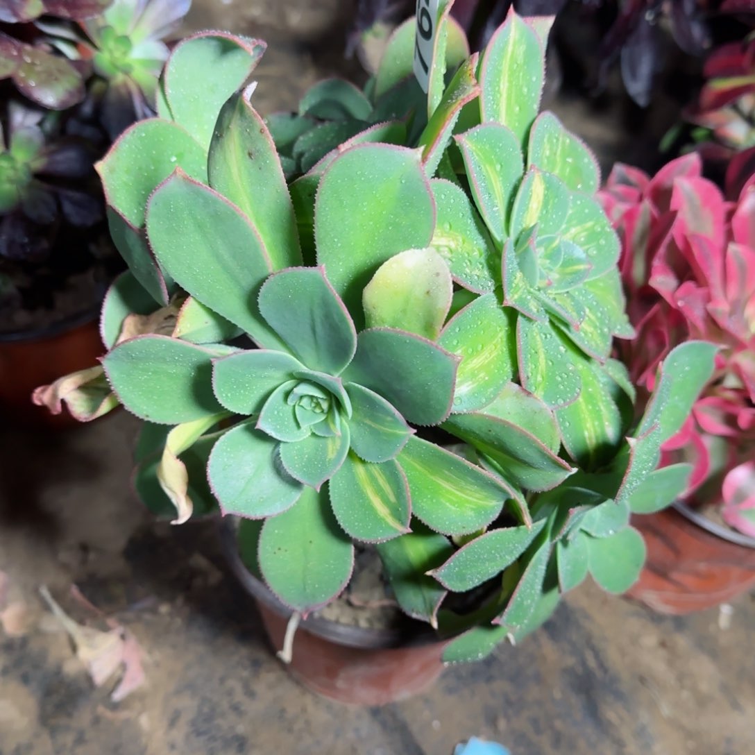 黄中斑阴阳多肉764满28包邮断枝不包