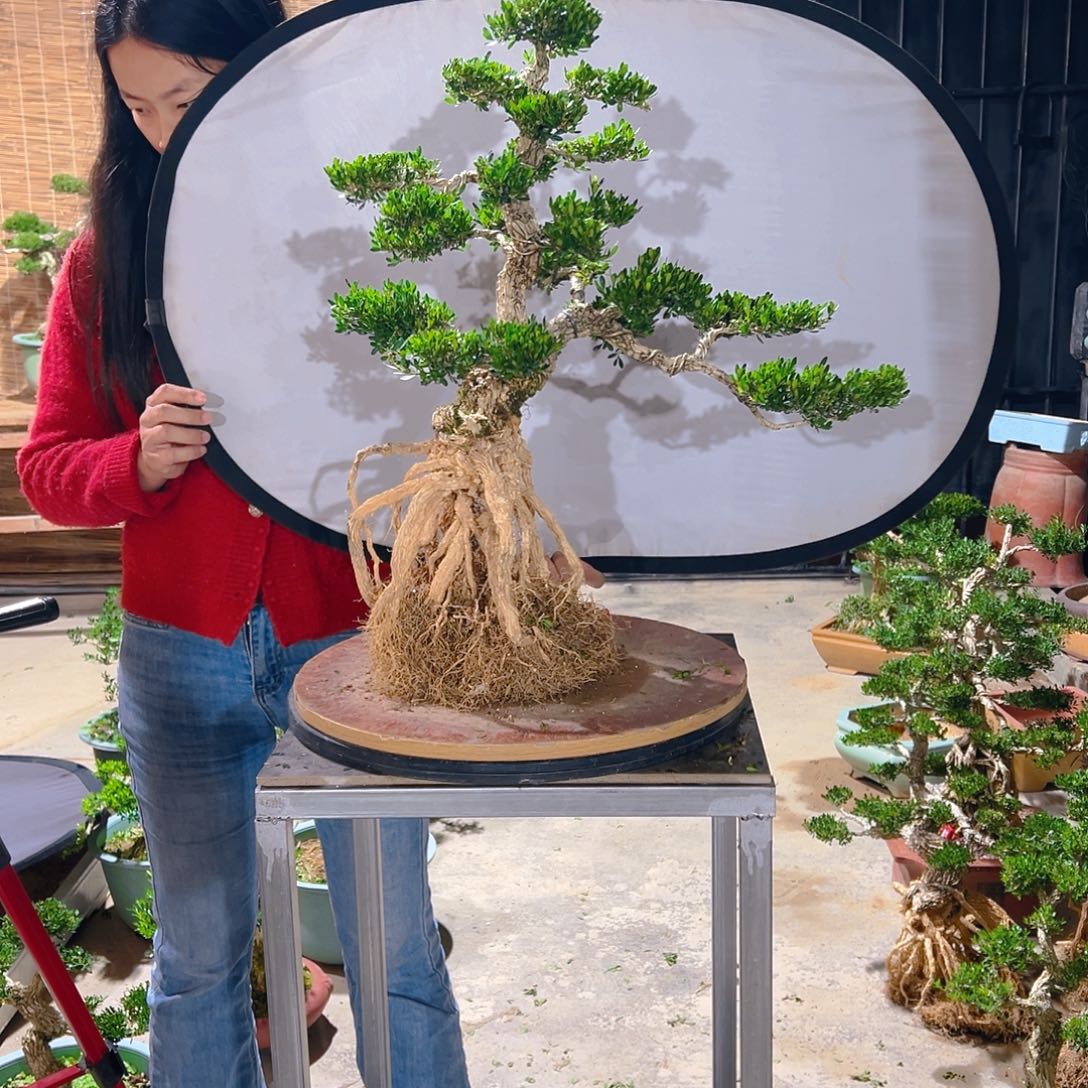 群***宝无花朵广东雀舌皱皮黄杨