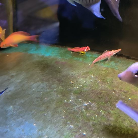 海水鱼金翅火麒麟，双色草莓，巴黎天使