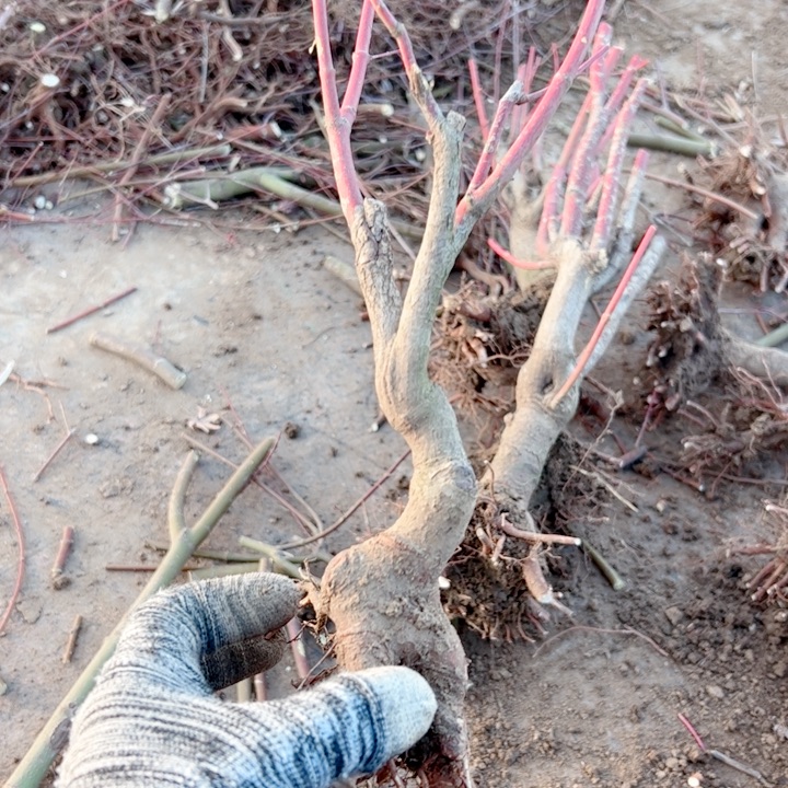 小***土无花朵枫树……枫树