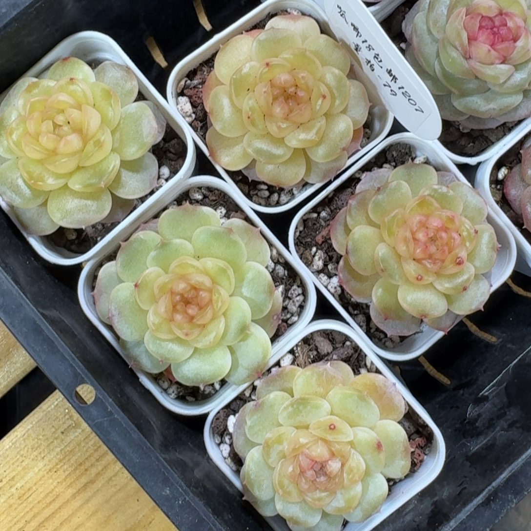 1207-079-鸾凤玉一颗量拍