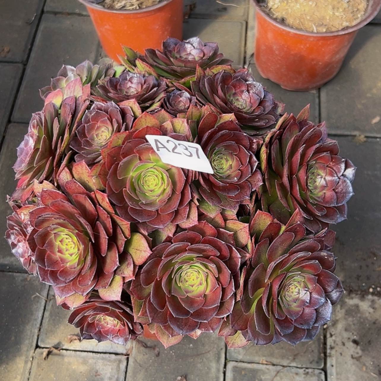 【闪购商品】多肉植物237。  