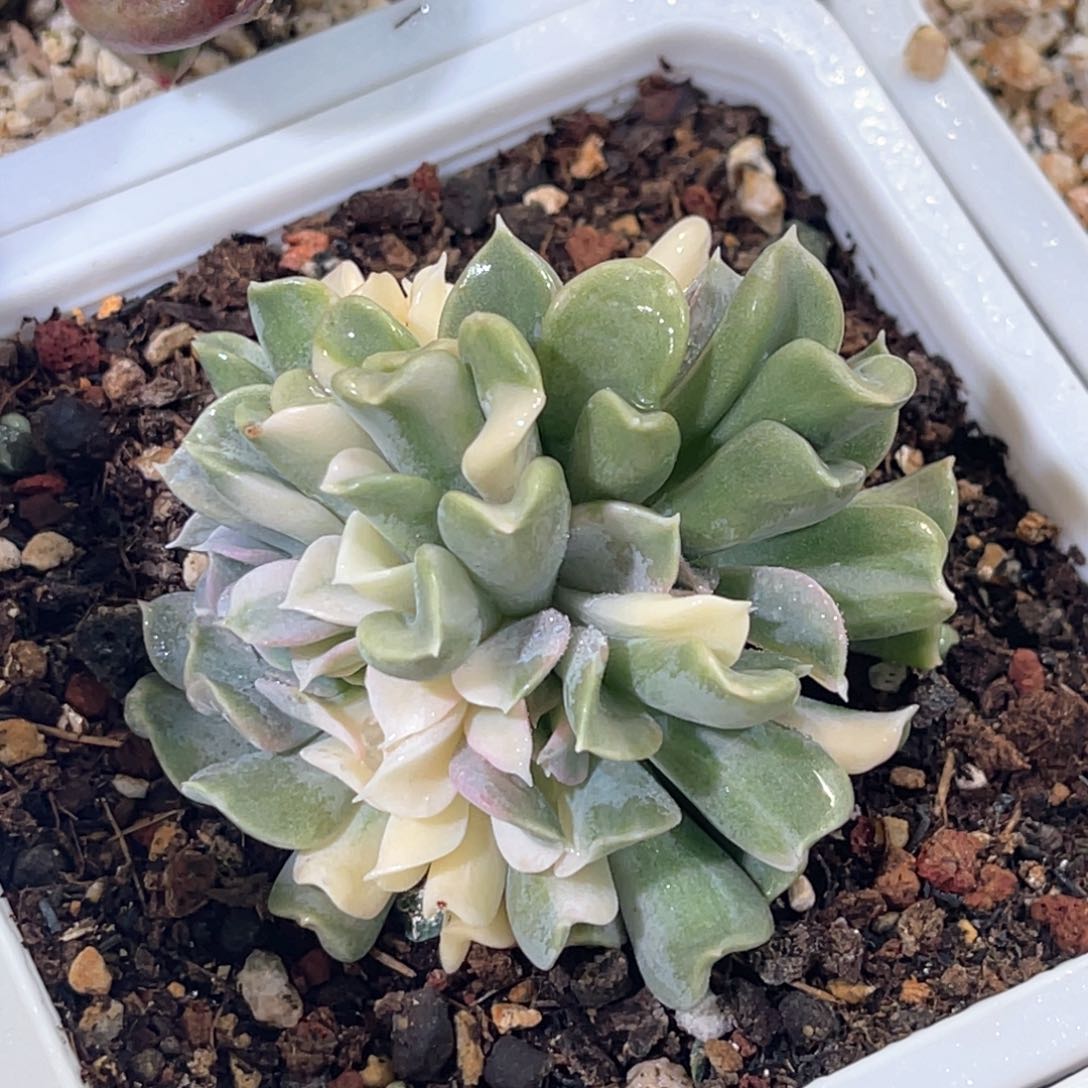 多肉特价特玉莲锦缀化