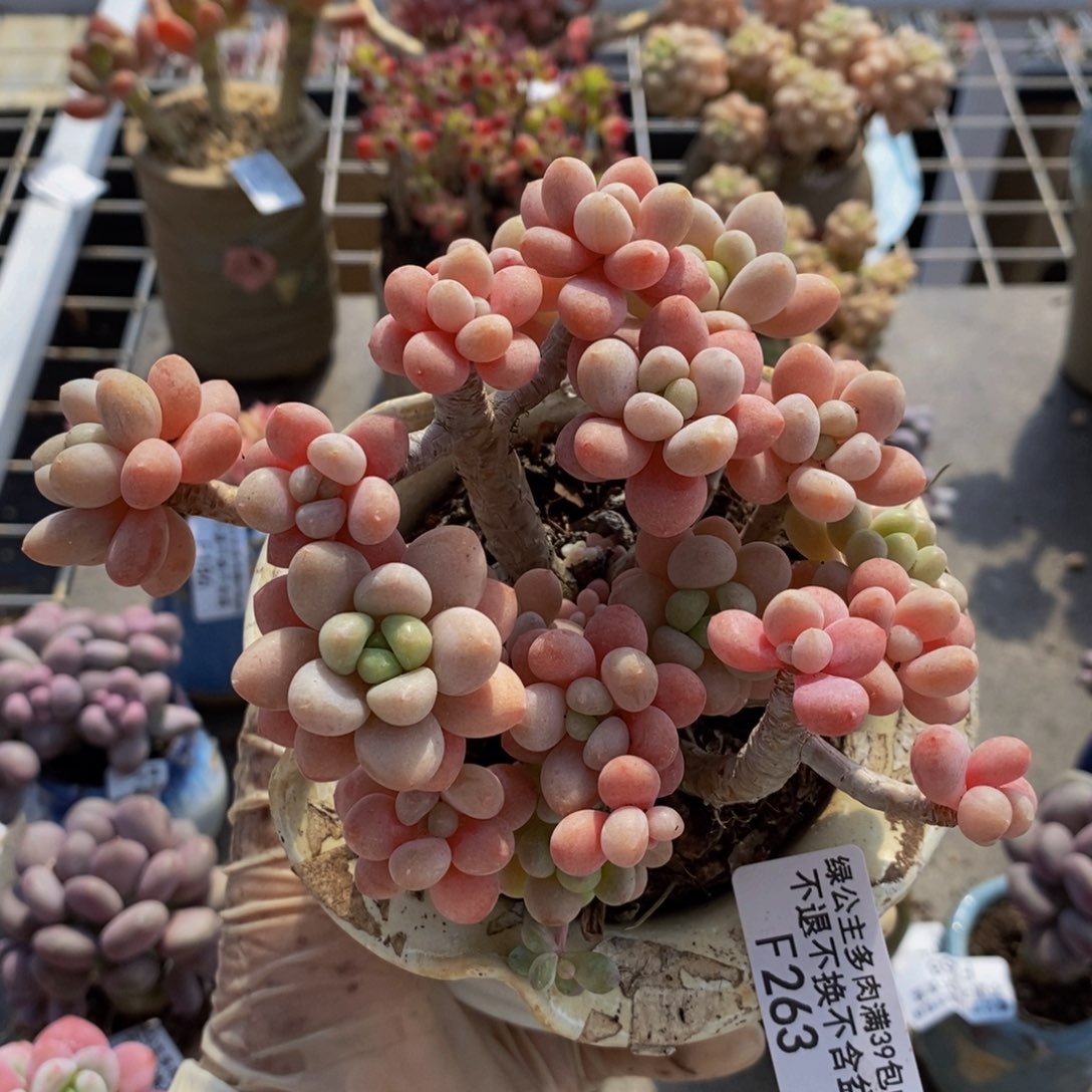 鱼子酱263/12cm多肉