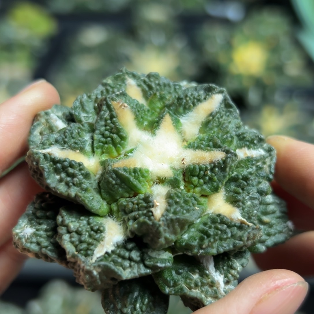 309脱土带根发货