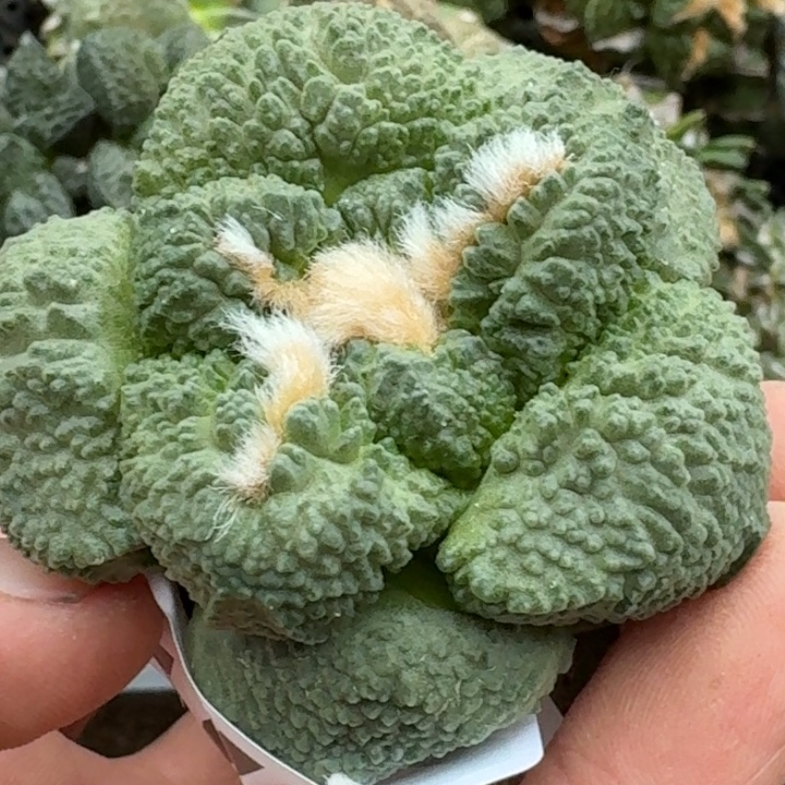 无花朵苗接大尤龟甲连271
