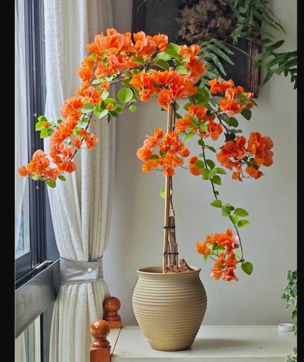 {爱马仕橙} 原生盆苗 爬藤飘枝垂吊