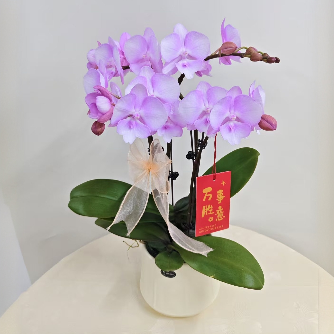 蝴蝶兰【神仙姐姐】鲜花盆栽室内观赏花花佛山基 地直发好养易活