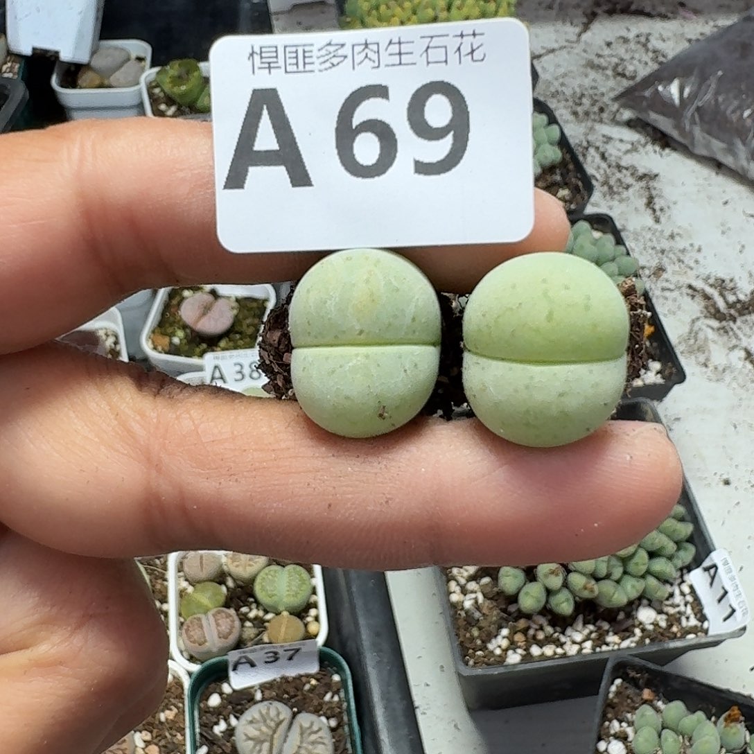 69多肉植物多肉植物