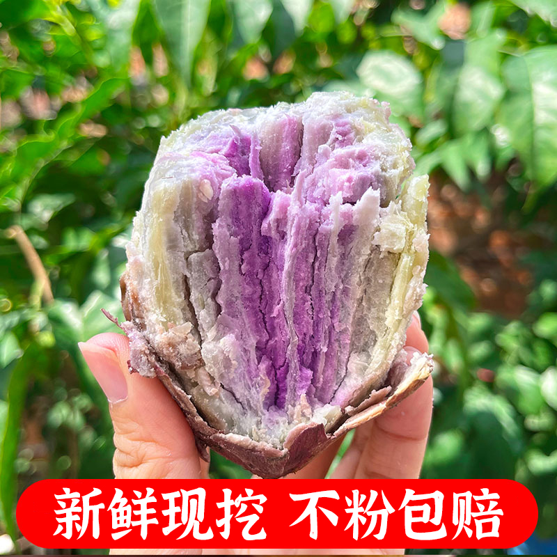 【新鲜现挖】正宗茂名冰淇淋一点红番薯粉糯香甜紫心地瓜