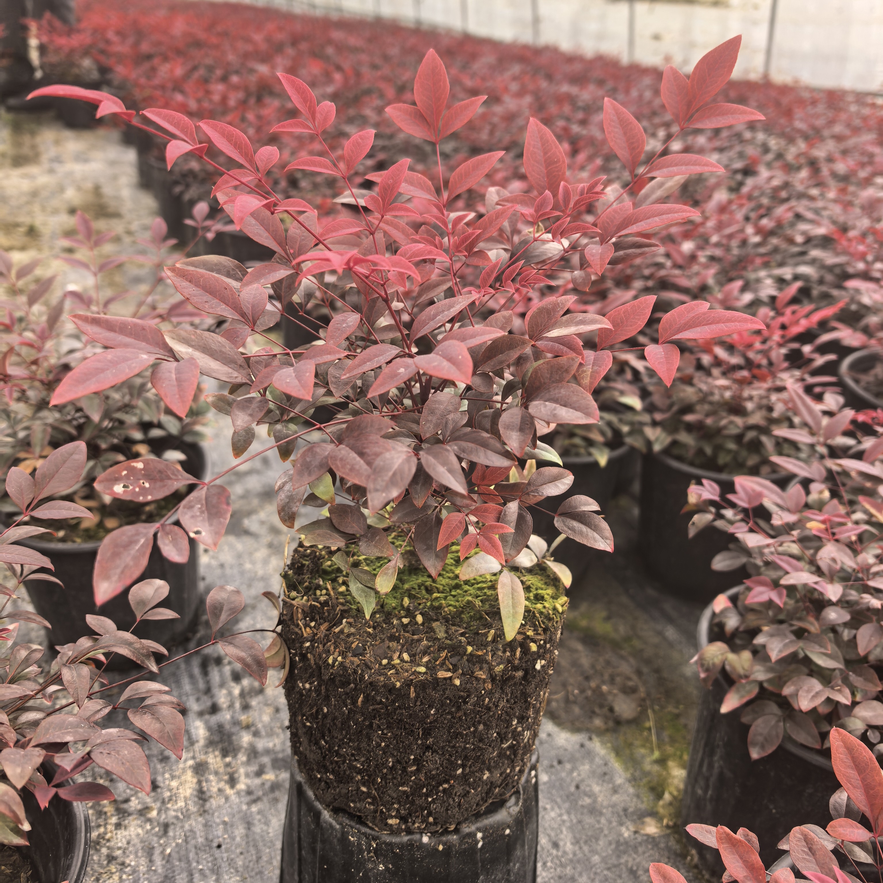 火焰南天竹盆栽室内桌面好养耐寒四季观叶绿植景观