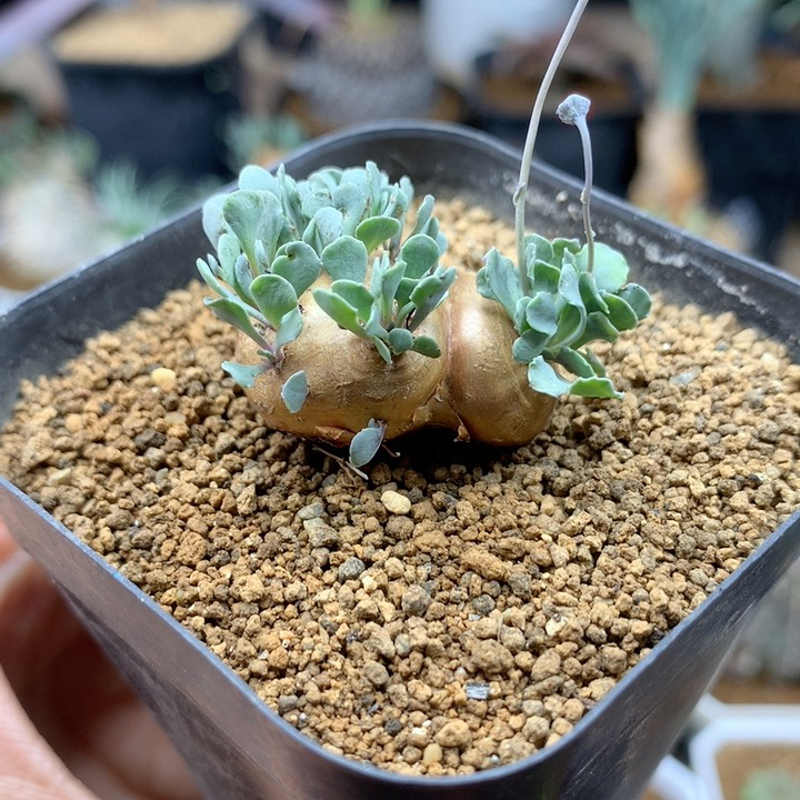 格加厚敦菊母本带盆