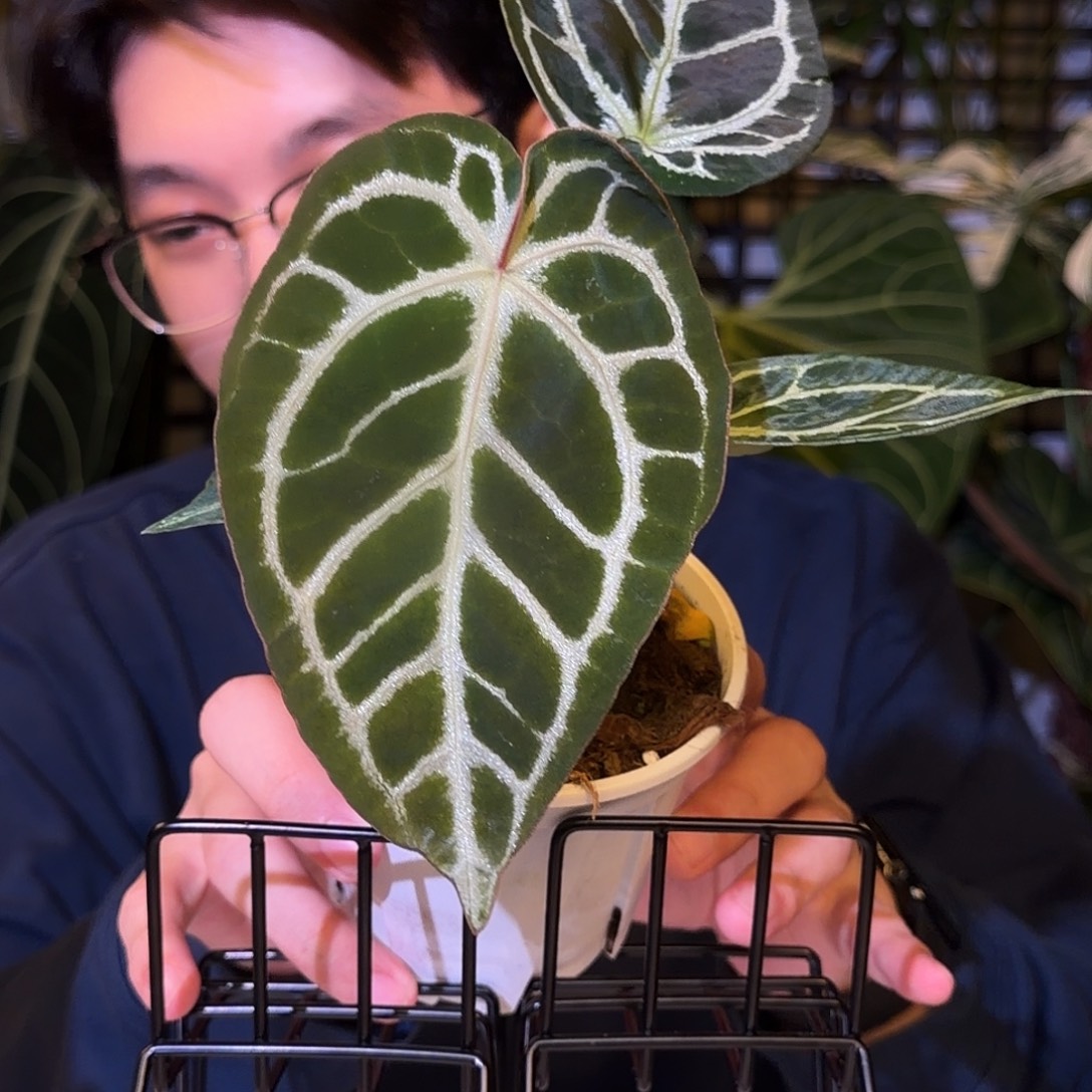 完全开放H121撕裂纹