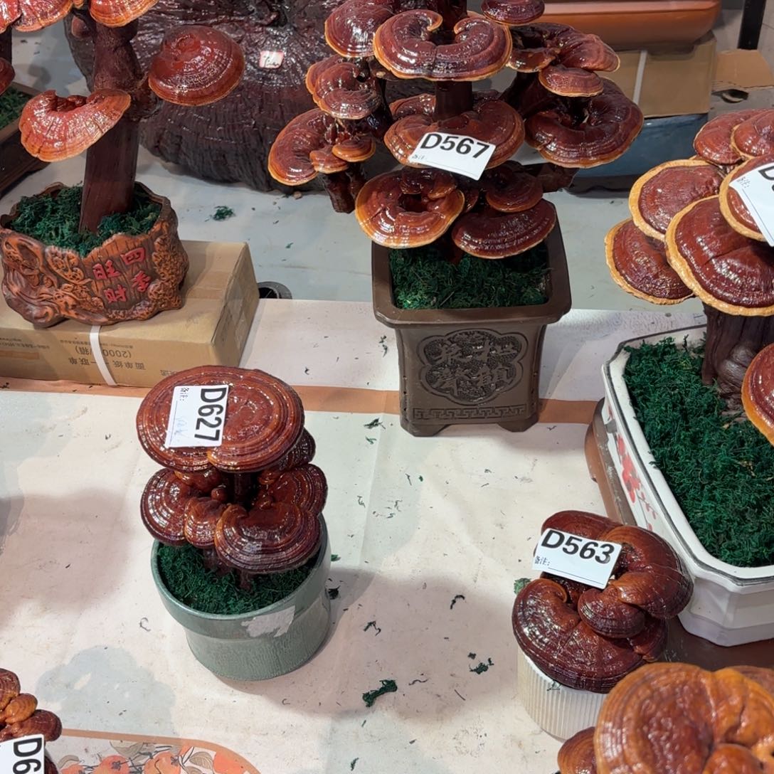 富***爷无花朵灵芝585888888888888888