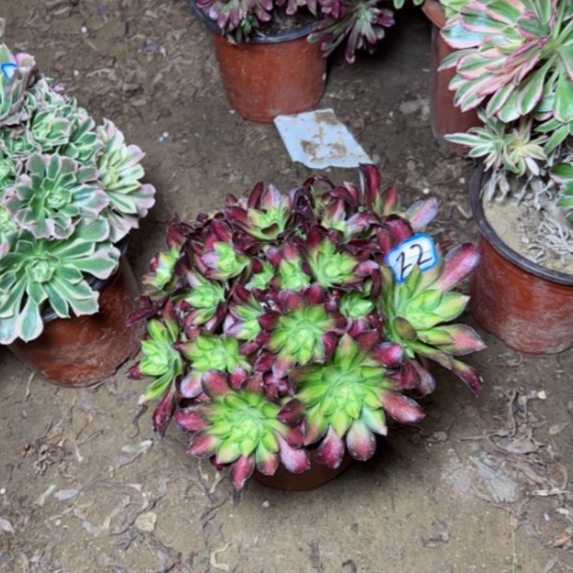 【闪购商品】多肉植物绍华22