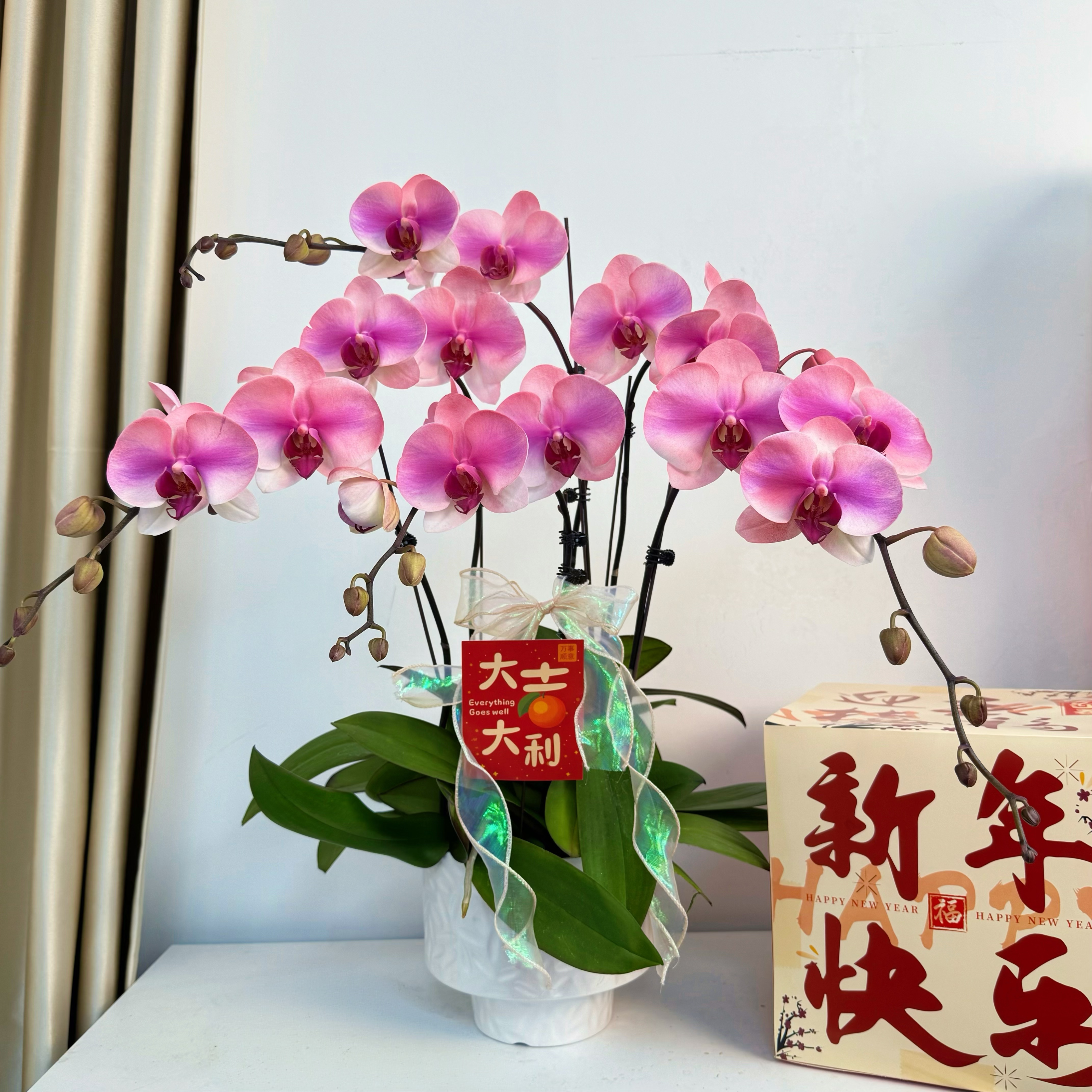 蝴蝶兰 【梦幻婚纱】紫色系花花 特殊工艺 植物上色 观赏花 蝴蝶兰 