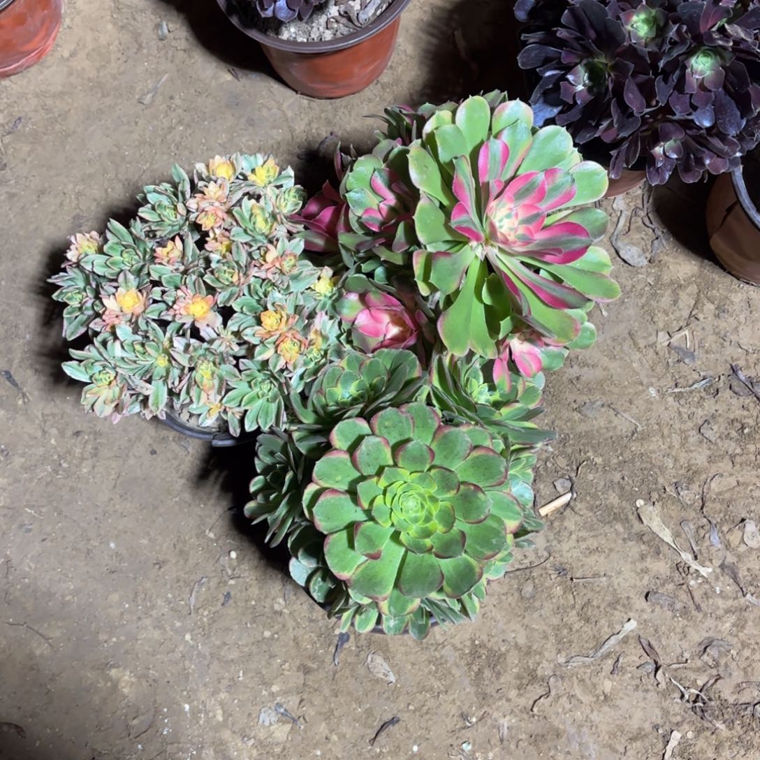 甜茶香妃奶白19.8