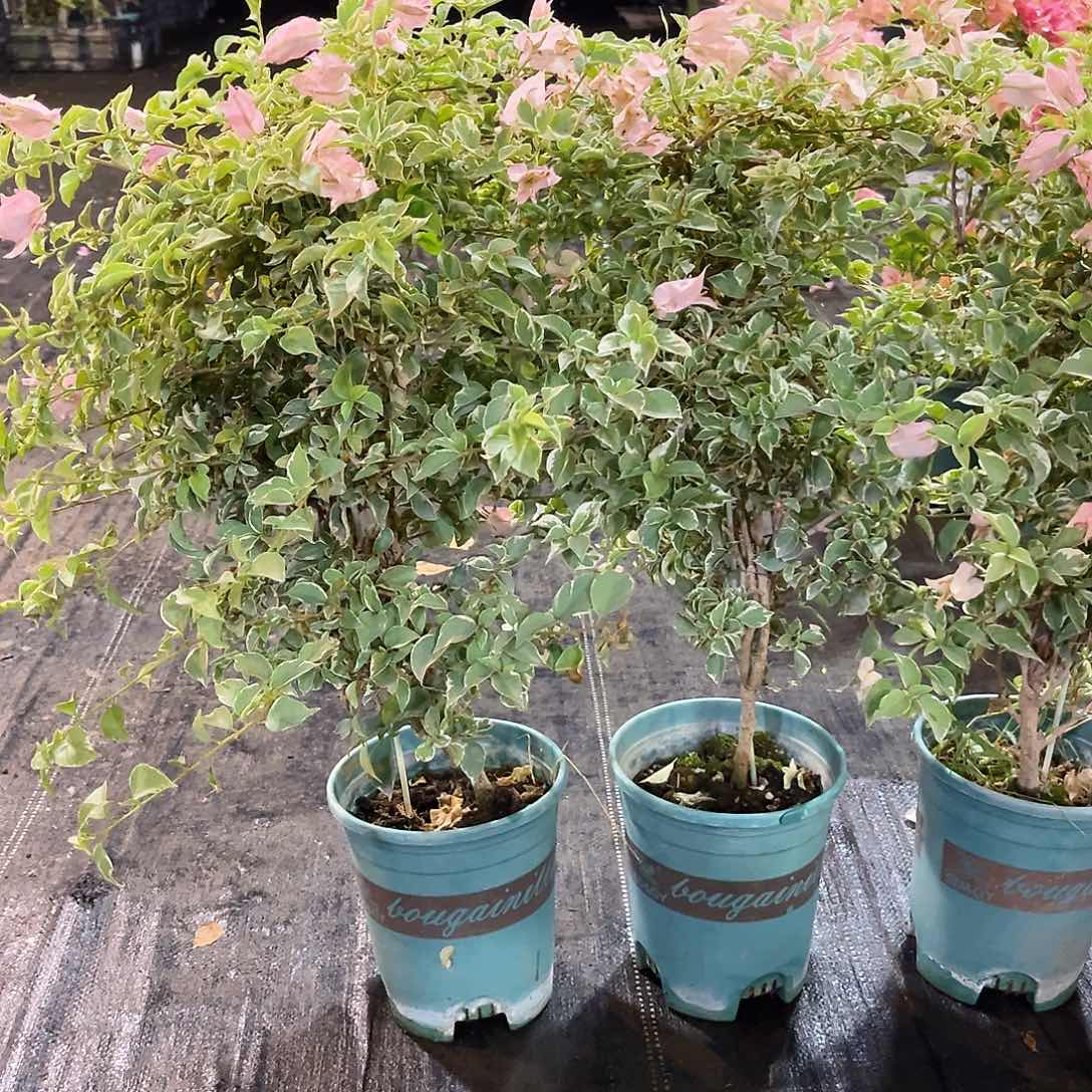 大部分花苞少量开放少女心带竹一颗