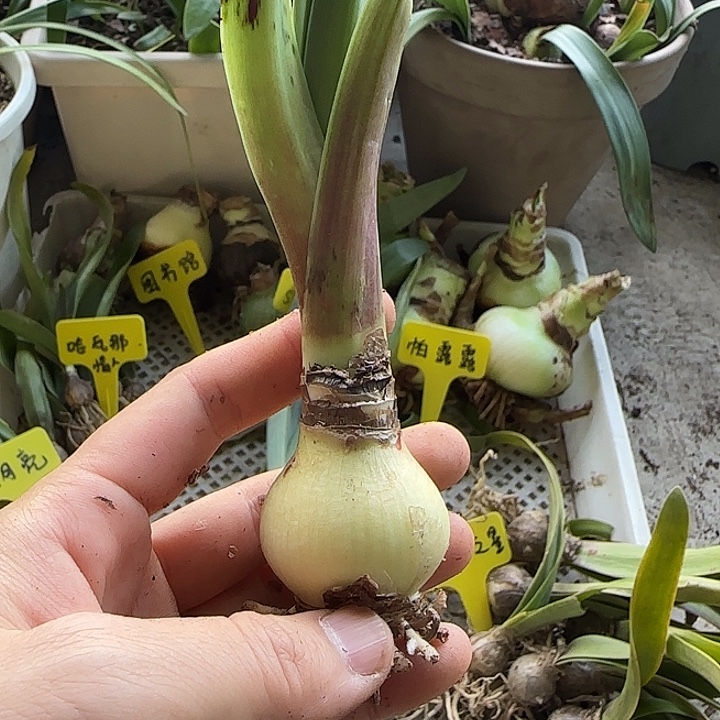 白肋越南混球3.5cm