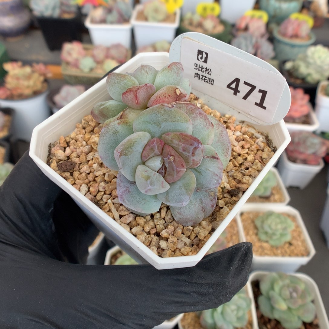 471 冰玉石化多肉