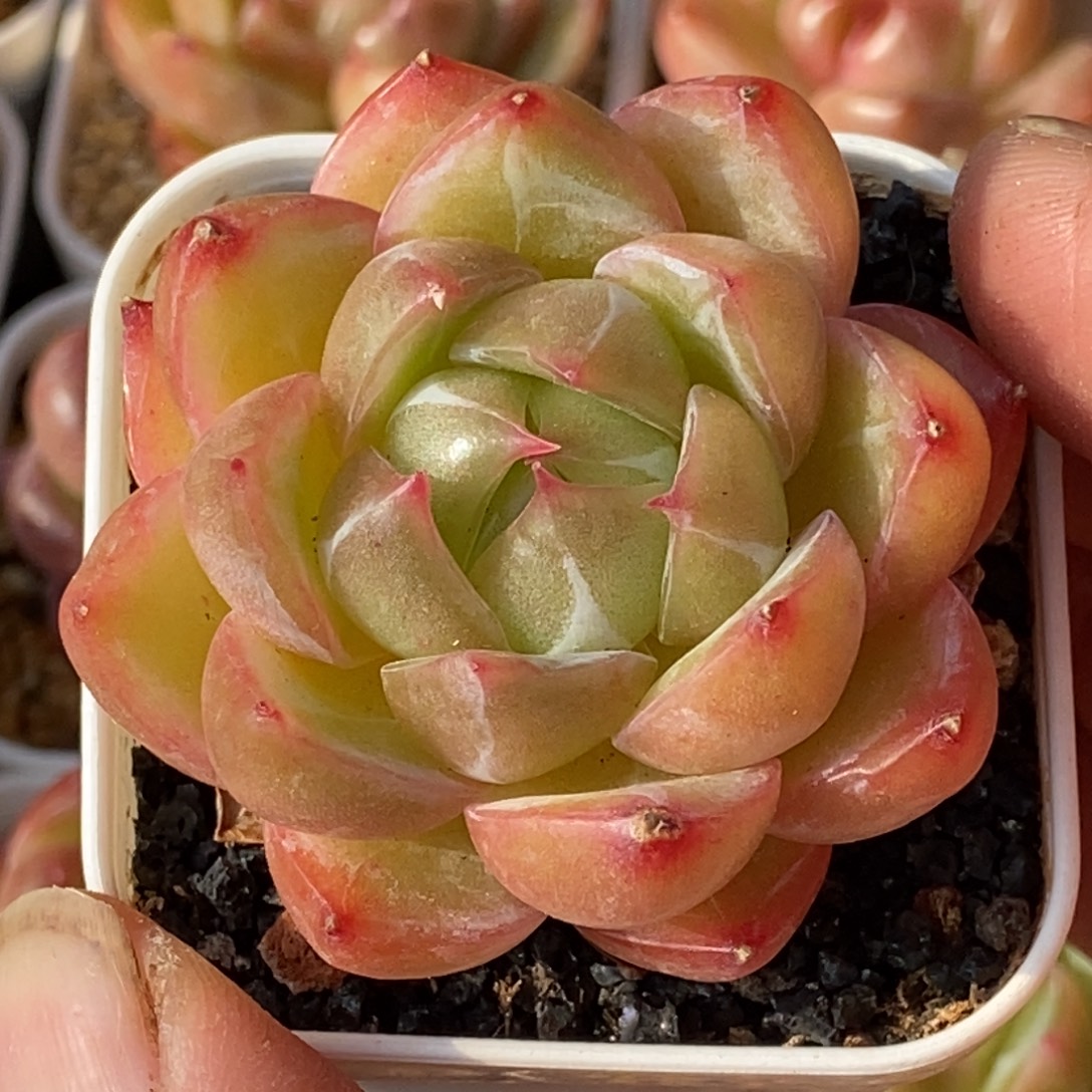 天官赐福百无禁忌