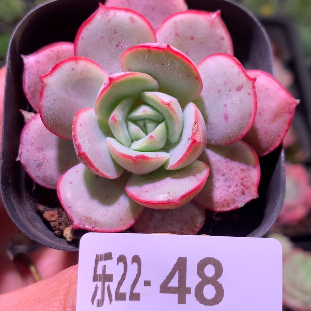 乐然22-48 凌波仙子 