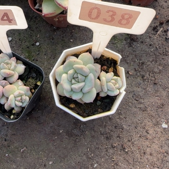 萌***牙38超奶多肉植物多