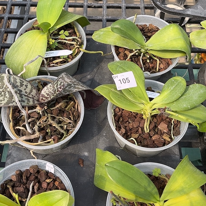 全部花苞105特价瑕疵苗叶根系都不好裸根发货任何原因不售后