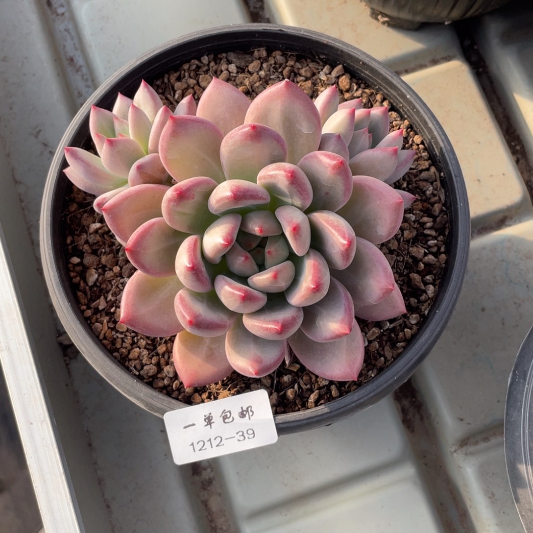 失***X1212-39-香克斯。。。。。。。。