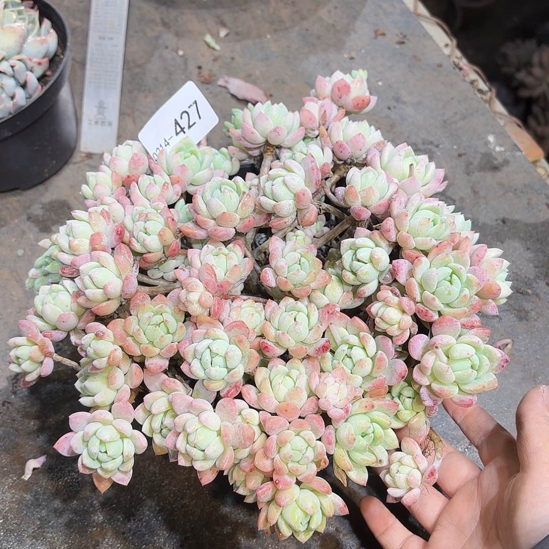 ༺****同温层多肉桃酥427