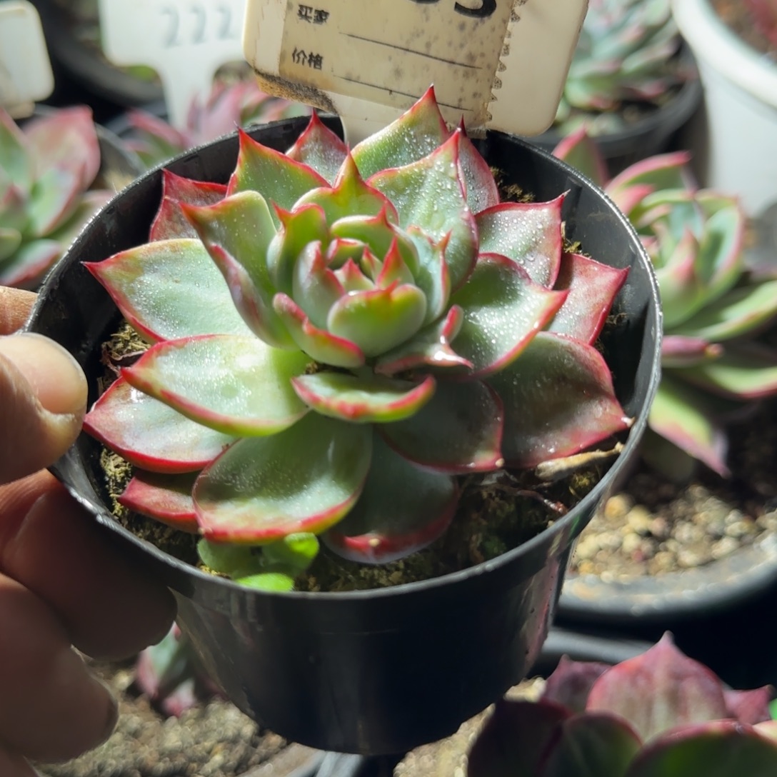 喇叭外翻拉丝惊鸿一物一拍包装收缩花旱