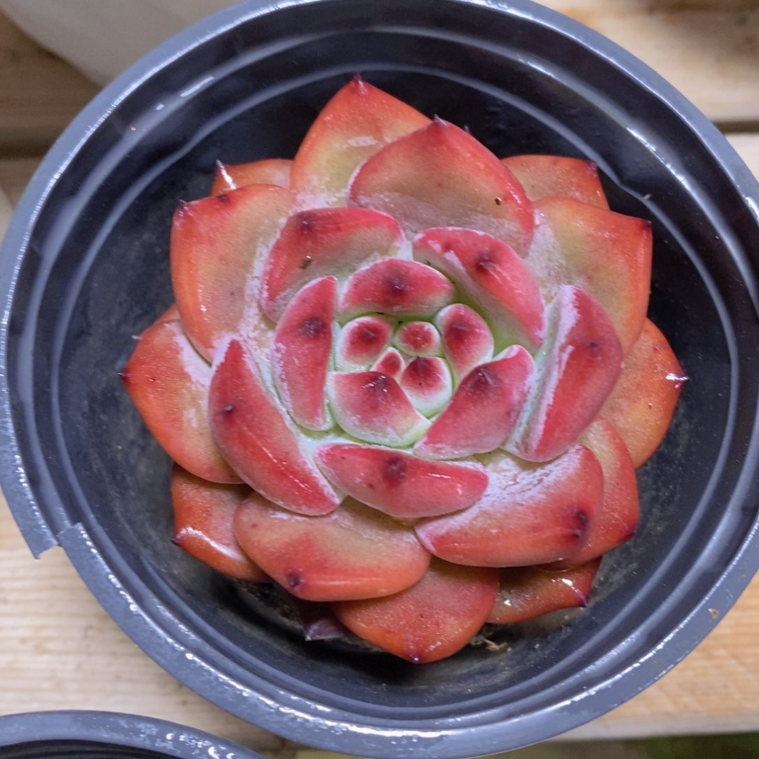 一物一拍多肉植物满38米包邮，可问主播品种