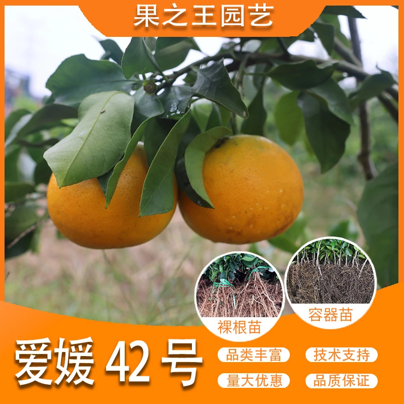 果之王【爱媛42号】盆栽地栽正宗嫁接产量高好南北耐寒柑橘橘子苗