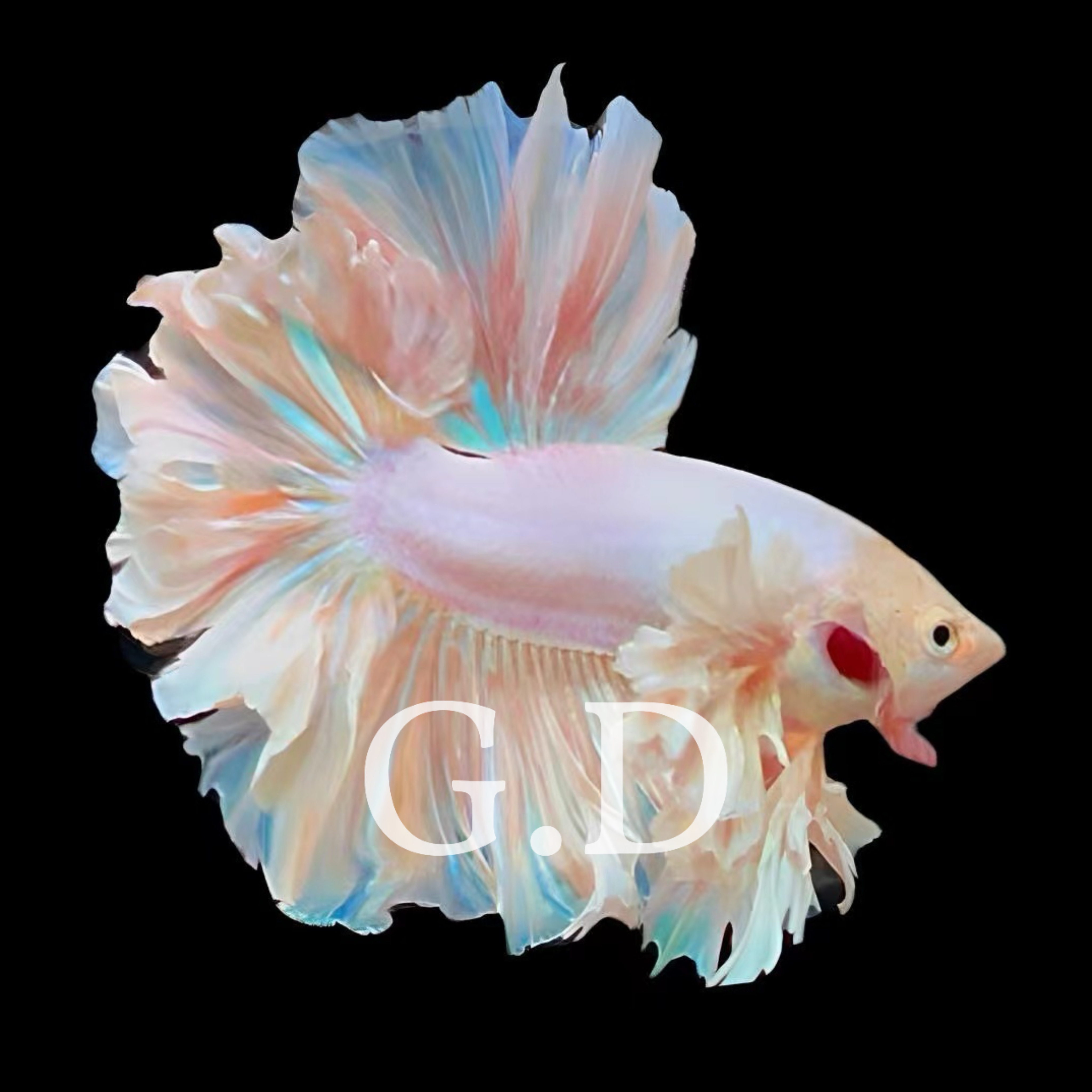 泰国斗鱼220-261号精选