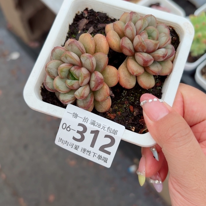 葡萄多肉植物多肉植物多肉