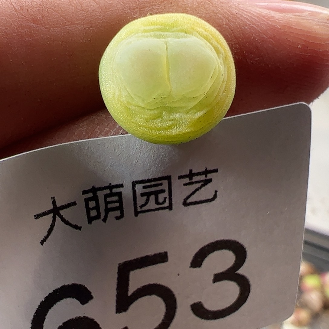 一物一拍。        653