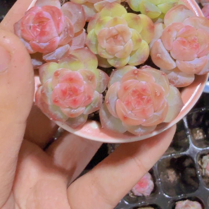 七彩冰魄五颗一组