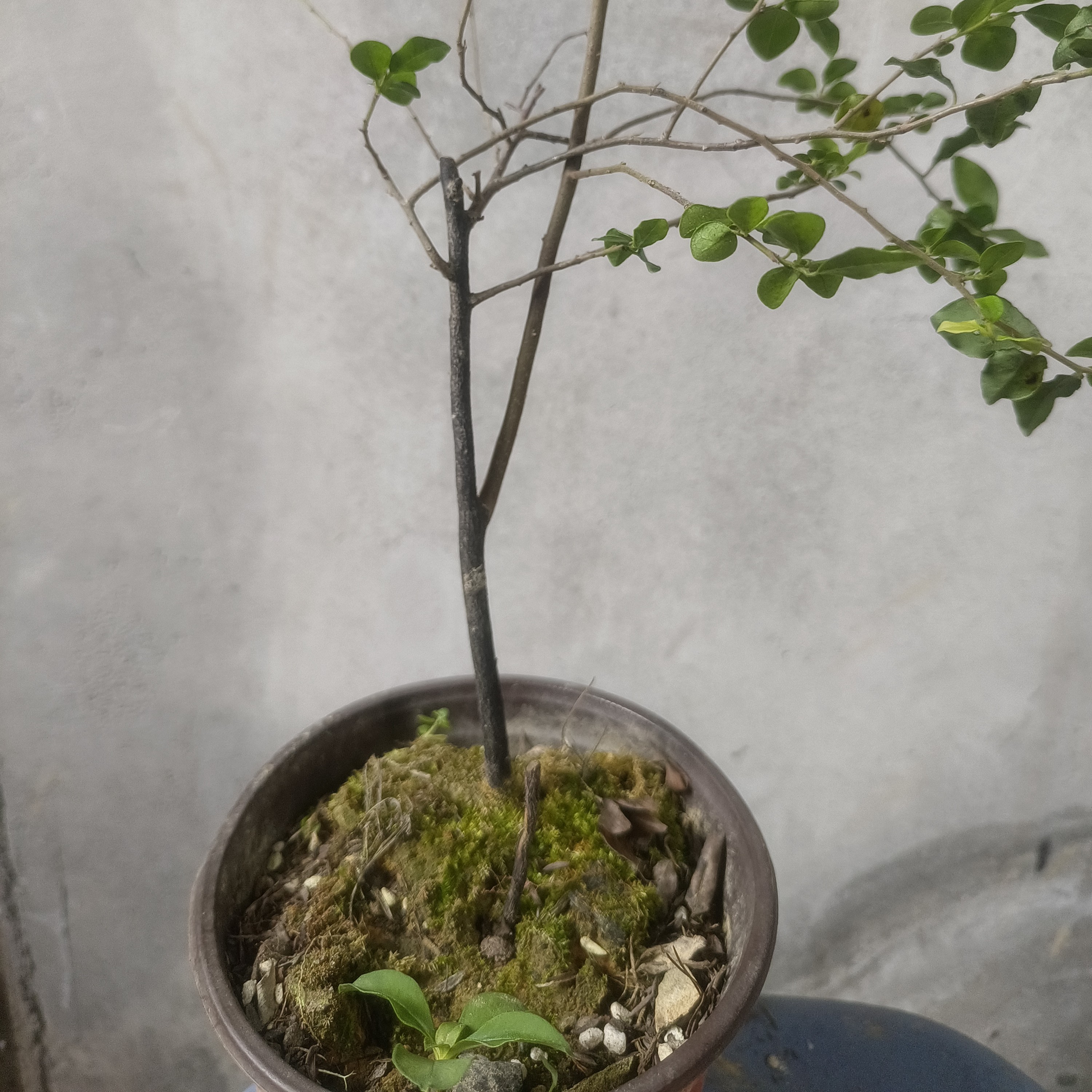 金弹子小品老桩碳化盆景盆栽易养美观大方