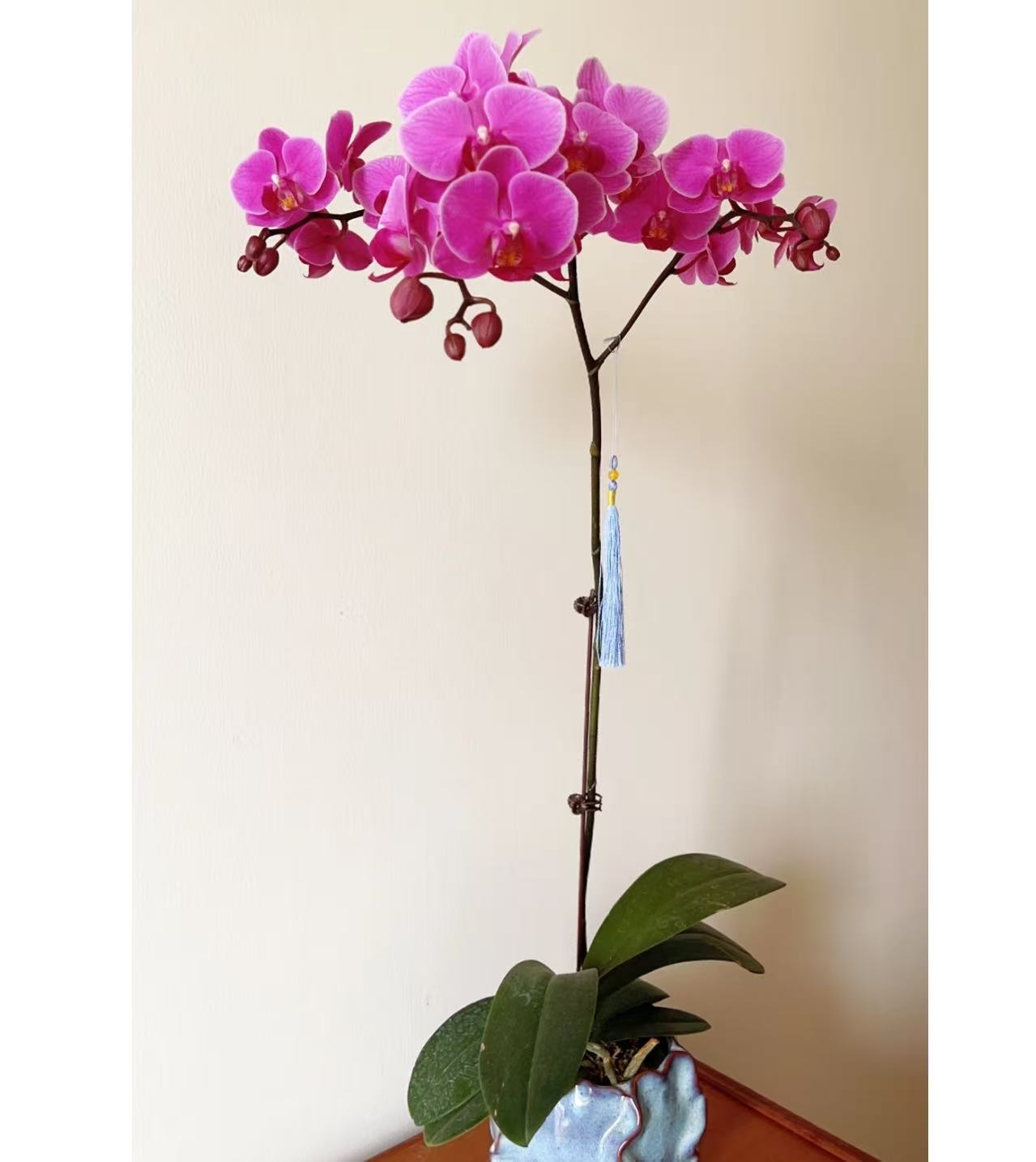 花大王【婚宴】带花带花苞发货  单剑3.0寸粉色系蝴蝶兰 基地直发